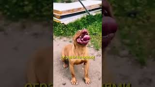СИЛА УКУСА БЕЛОГО МЕДВЕДЯ ??? 🤔🤔🤔#amstaff