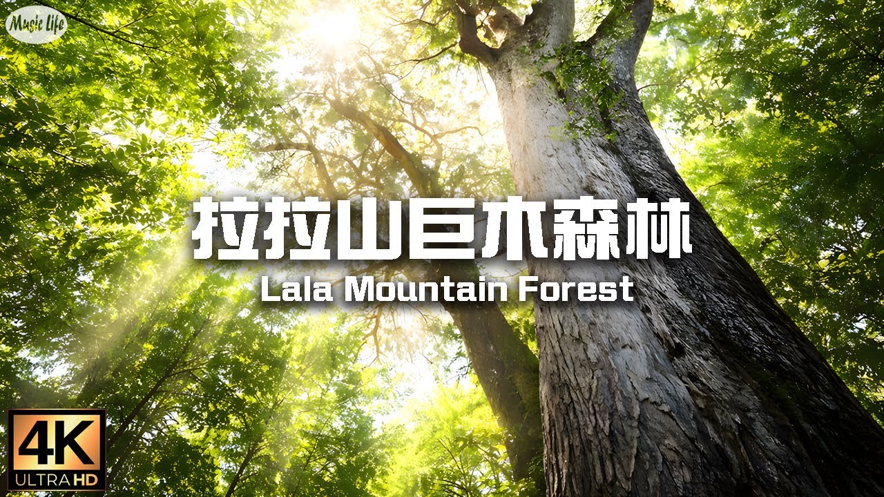 森林療癒系9 🌳 穿越千年神木秘境 北橫拉拉山巨木群步道沉浸漫遊 🍃 Lala Mountain Forest & Relax Piano Music