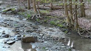 Creek flowing through a Forest - Forestville, New York, USA