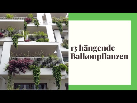 13 hängende Balkonpflanzen - Die schönsten Arten für Balkon und Terrasse