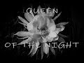 Night Blooming Cereus | Queen of the Night