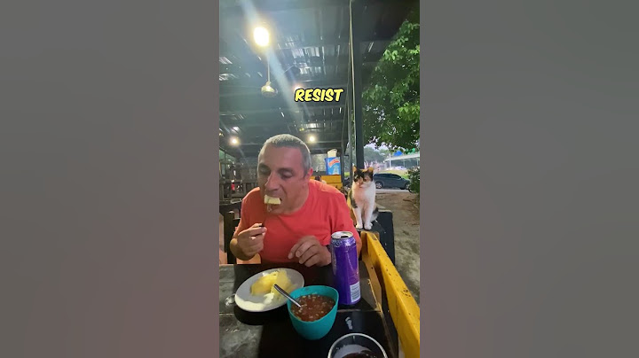 Stray cat politely asks for food 🍲🐈