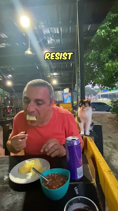 Kucing liar dengan sopan meminta makanan 🍲🐈