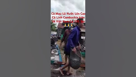 Lũ Lụt Ngư Dân Đánh Bắt Cá Linh Hàng 100 Tấn.Cá Từ Campuchia Tràn Qua VN