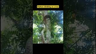 Python climbing on a tree ll #shorts #python #climbingtrees