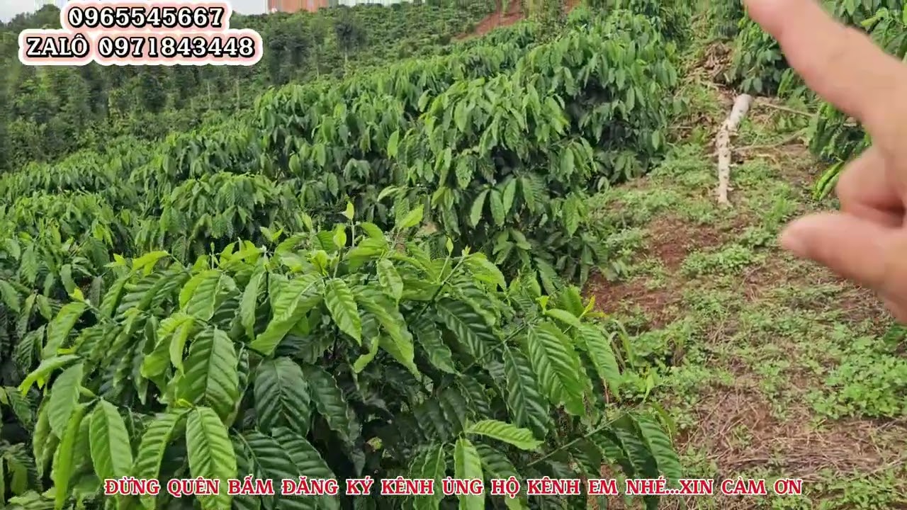 2hta đất rẫy fun cà phê tơ siêu mẫu bán rẻ