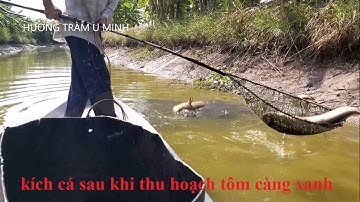 Kich ca vuông tôm sau thu hoạch tôm càng xanh xong | fishing | Hương Tràm U Minh