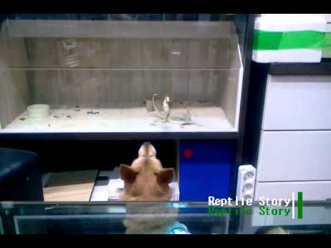 video phone beyonce mp3 video-2011-05-11-20-53-19.avi