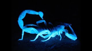 Expert Scorpion Control Mesa AZ 480-493-5028 Ozone Pest Control