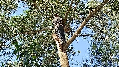 hai anh thợ cưa hạ cây tràm bông vàng to khủng sát mé đường ở tri tôn an giang