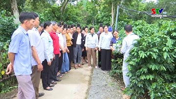 Phát huy vai trò của tổ khuyến nông cộng đồng ở Thuận Châu