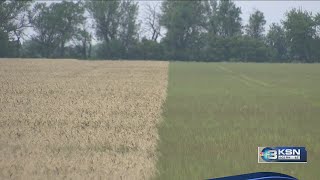 Kansas wheat harvest stalls after weekend of severe storms
