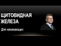 Ультразвуковая  анатомия  и эхоструктурные изменения щитовидной железы