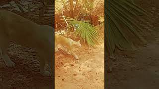 Chimbu thamil cinimayil 😁. #cat funny dialogue #short video
