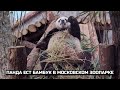 Панда ест бамбук в Московском зоопарке