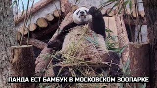 Панда ест бамбук в Московском зоопарке