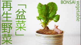⚫️再生栽培（２１）再生野菜で「盆菜」して遊ぶ／Vegetable-BONSAI