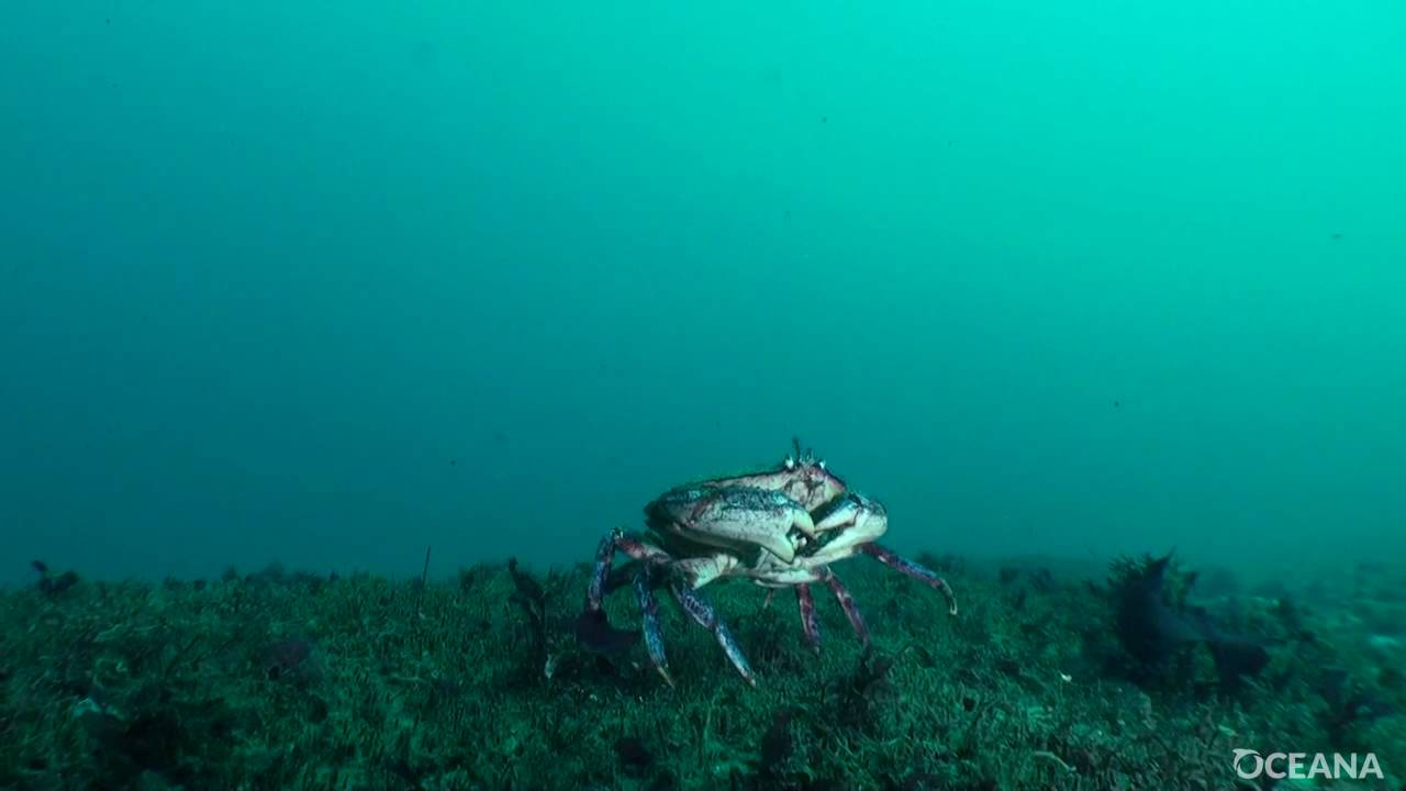 Slurry Oil Spill in Chile YouTube