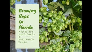 Planting Hops In Florida