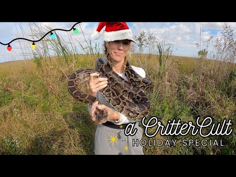 Catching Pythons in the Everglades for Christmas!