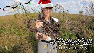 Catching Pythons In The Everglades For Christmas
