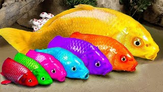 Stop Motion Cooking ASMR Colorful Koi Fish Cow, ikan & Big Frog 다채로운 잉어물고기 | 거대한 개구리 - 무지개 메기/ 스톱 모션