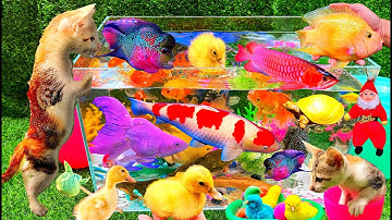 Bắt Các Con Vật Dễ Thương, Con Mèo, Con Vịt, Con Cá, Con Thỏ, Con Rùa, Con Bò, Cá Vàng Bơi - Part 06