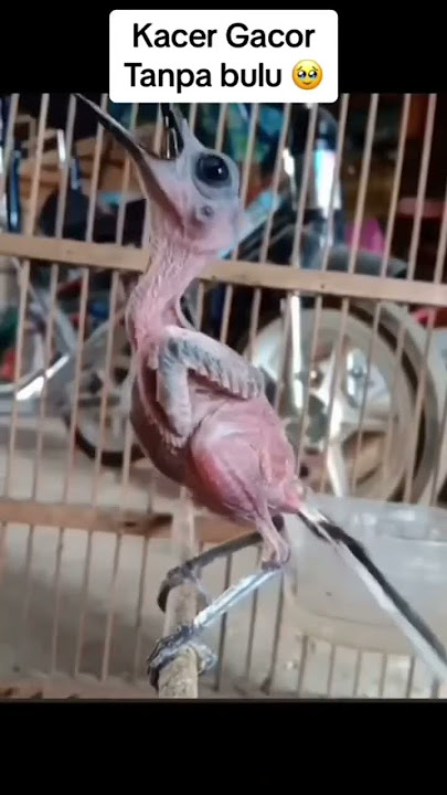 BURUNG KACER TANPA BULU SANGAT GACOR#kacerfighter#kicaumania#shortvideo#viralvideo#fypシ゚viral