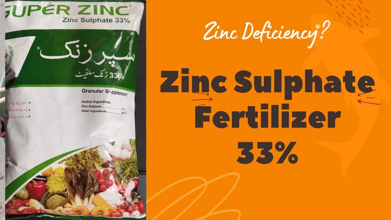Zinc Food In Urdu