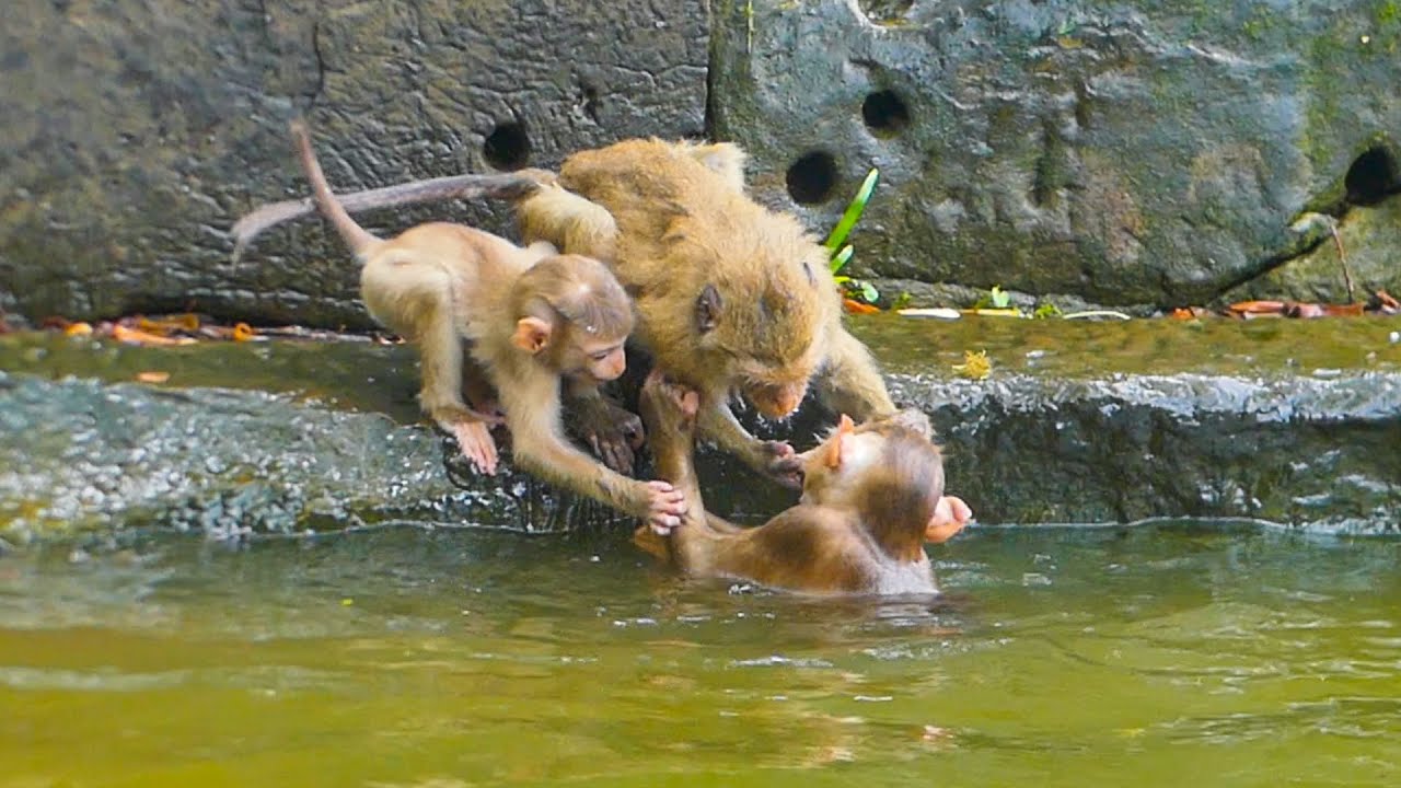 It's Hilarious Lily goes helping Rainbow to pull bro Leo out of water but Leo loves swimming💞💞