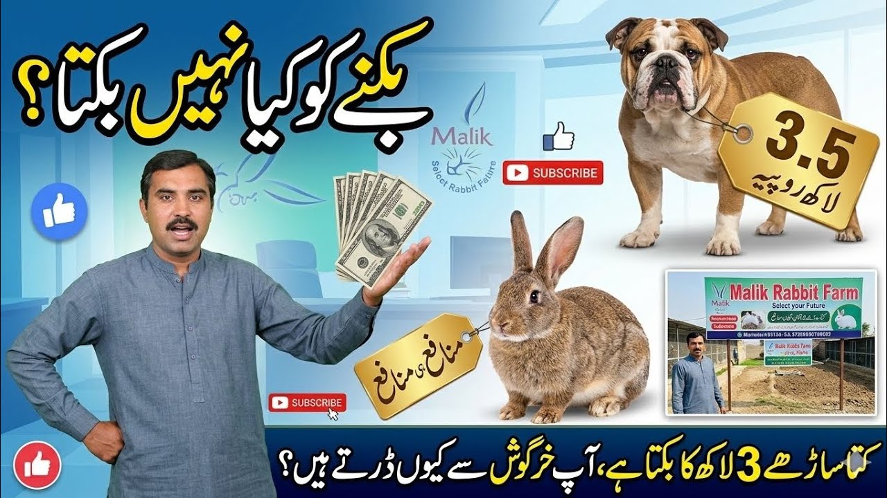 جب کتا بک سکتا ہے توخرگوش کیوں نہیں؟ فارمر کا بڑا انکشاف