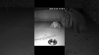 Raccoon Heist Gone Wrong!