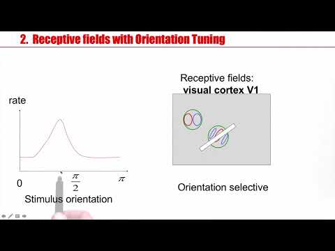 NDC3.2 - Cortical populations: Columns and receptive fields