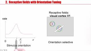 NDC3.2 - Cortical populations: Columns and receptive fields