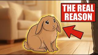 Your Rabbit Hates You? Think Again—What They're Really Doing