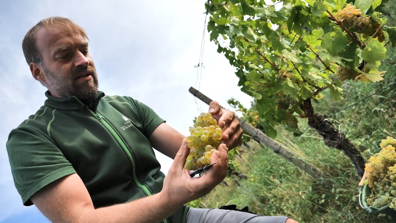 Im Holzfass gereifte Scheurebe vom Wackerbarthberg