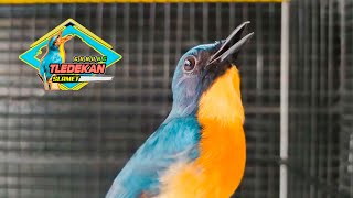 Pancingan Suara Teledekan Gacor Cepat Merangsang Tledekan Macet Untuk Gacor