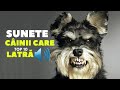 ✅Top 10 sunete de câinii care LATRĂ🐶.Top 10 sunete de câinii🦮.Top 10 rase de câini🐶.Efecte sonore🔊.