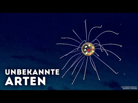 Warum Wissenschaftler den Marianengraben immer noch meiden