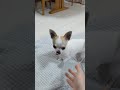 旅行土産★犬用クッキーだわん