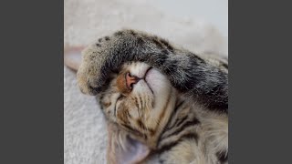 Cat's Melodic Daydreams in Rain