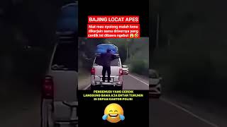 Download Lagu Bajing looncat di bawa ugal ugalan oleh pengemudi #shorts #viral #trendimgshort MP3