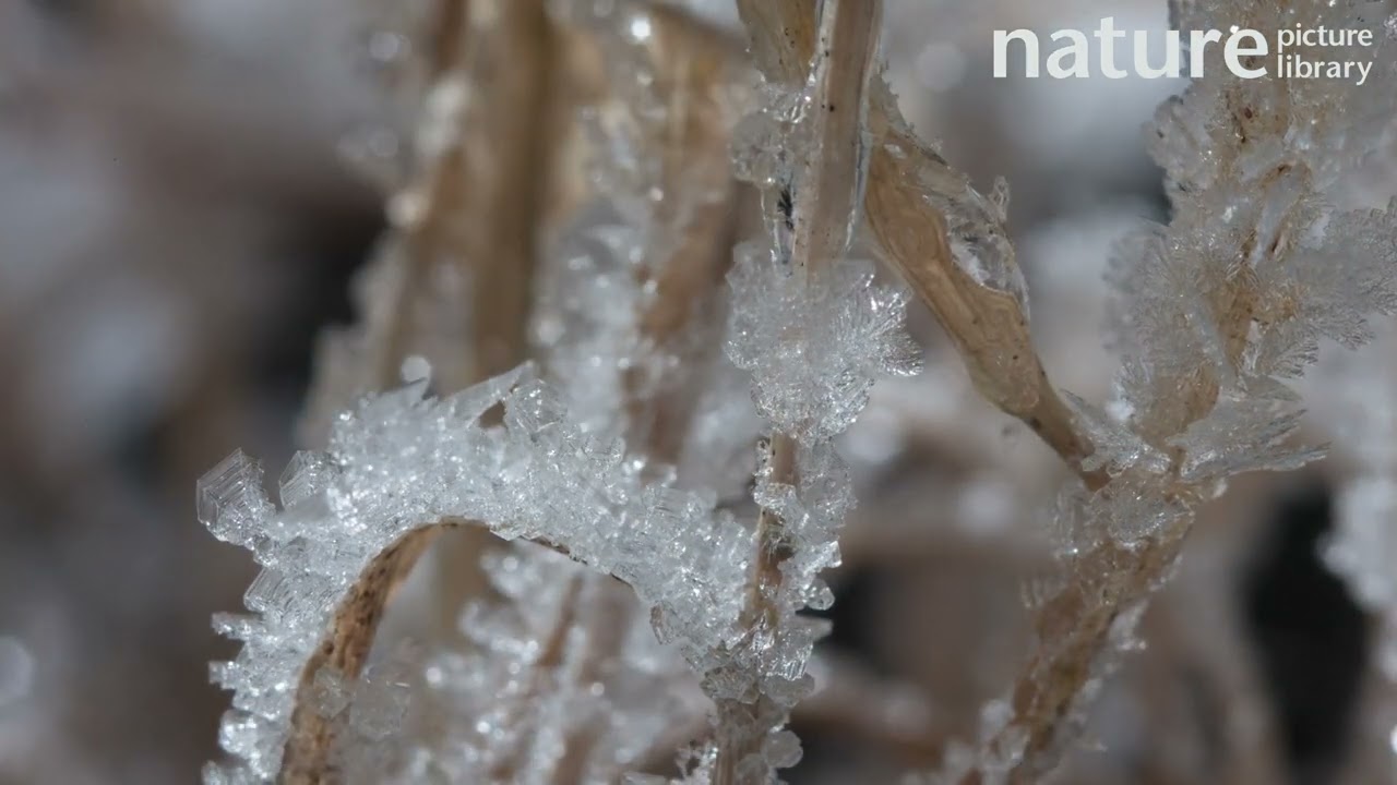 Close up timelapse of ice crystals forming on grass.