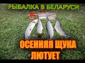 ЛОВЛЯ ЩУКИ НА КРУЖКИ!РЫБАЛКА В БЕЛАРУСИ 2020"ОСЕННЯЯ ЩУКА"