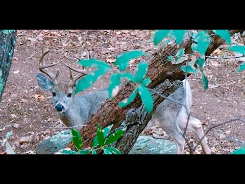 Yep. That's a Giant Coues Deer! ..... Heart Shot!