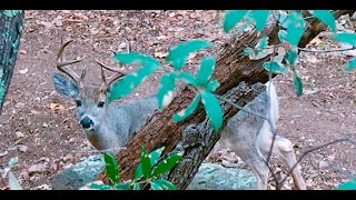 Yep.  Thats a Giant Coues Deer! ..... Heart Shot! @TimWellsBowHunter
