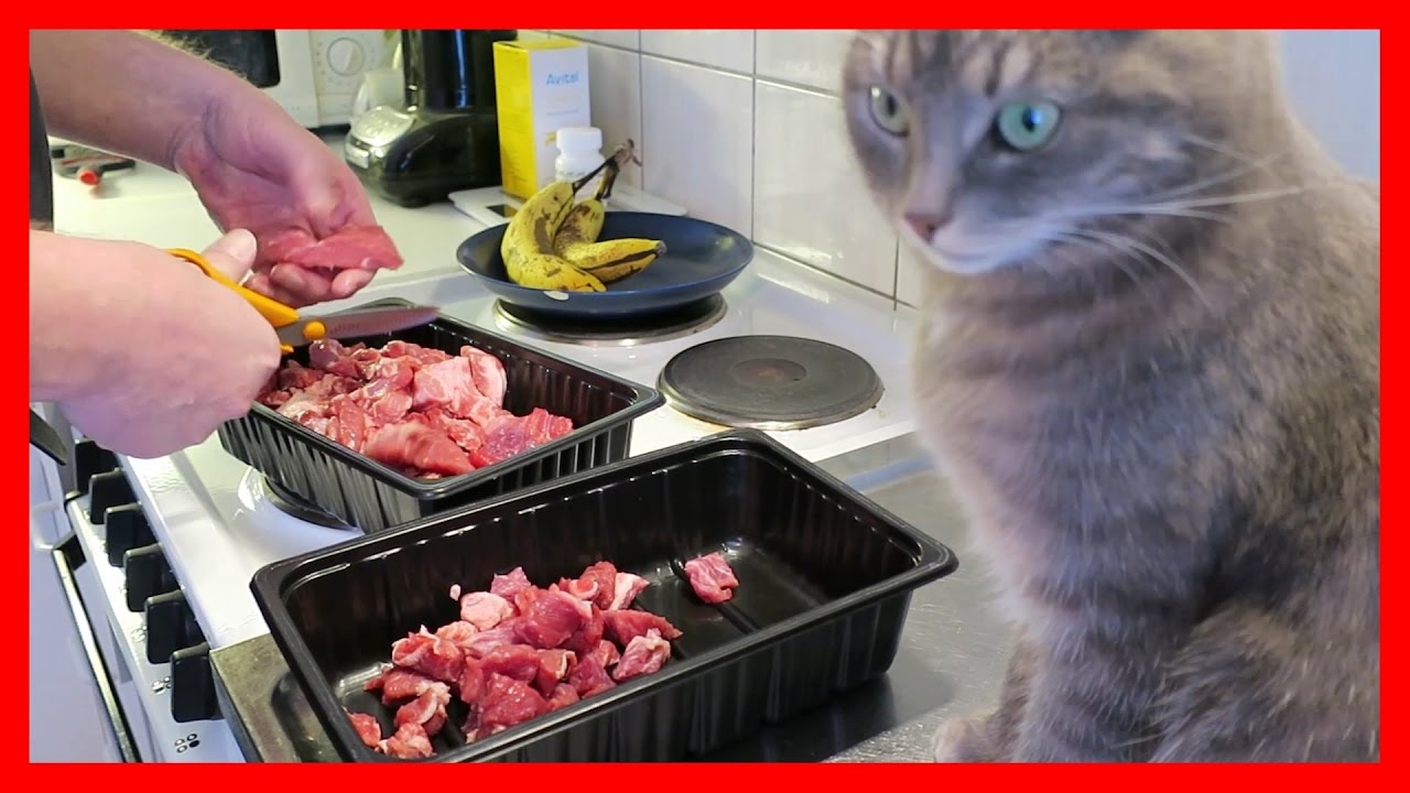 BARF My cat eats raw meat 😻🐱😺 - YouTube