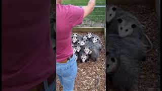 Karma Opossums Playful Reaction To Human Interaction