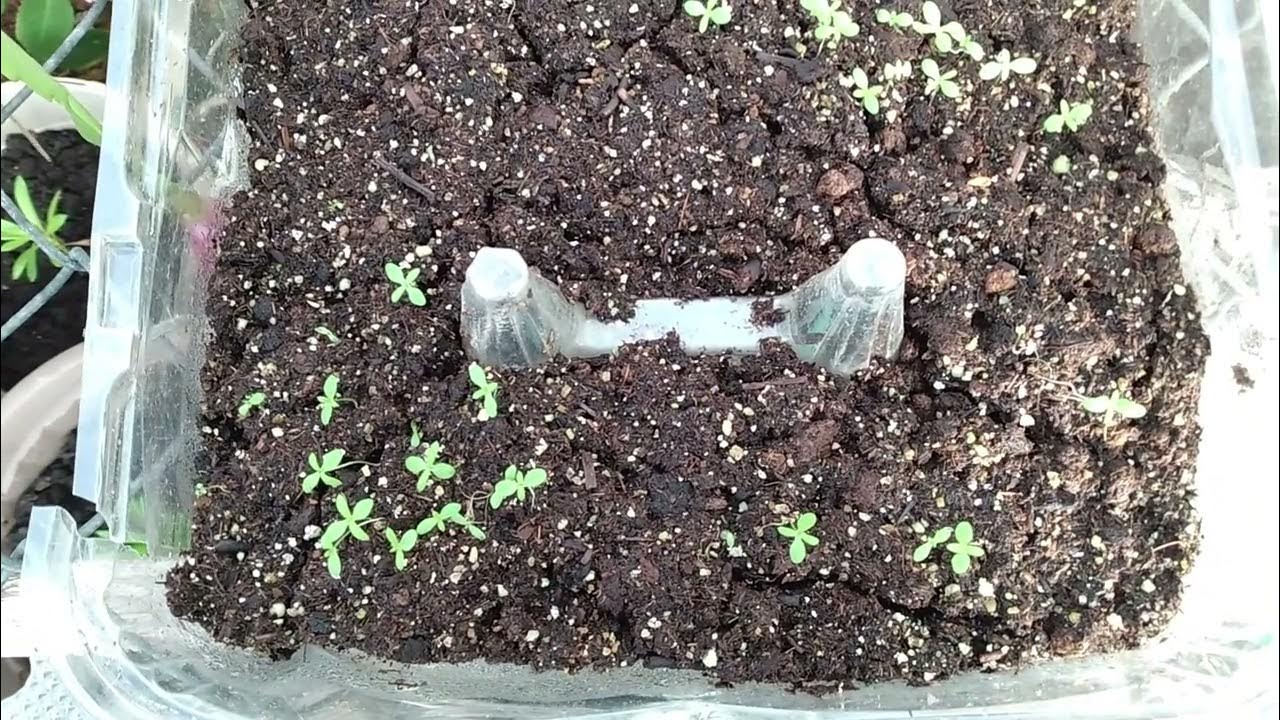 Why Are My Seedlings Not Growing, Caring For Seedlings YouTube