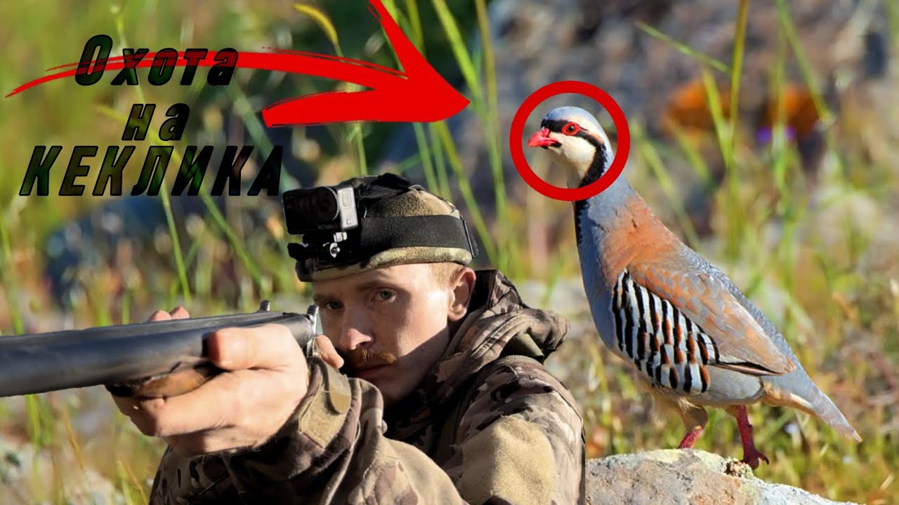 Удачная Охота На КЕКЛИКА | Норму Выполнил | Ружье ТОЗ-БМ16 | Охота На Каменную Куропатку